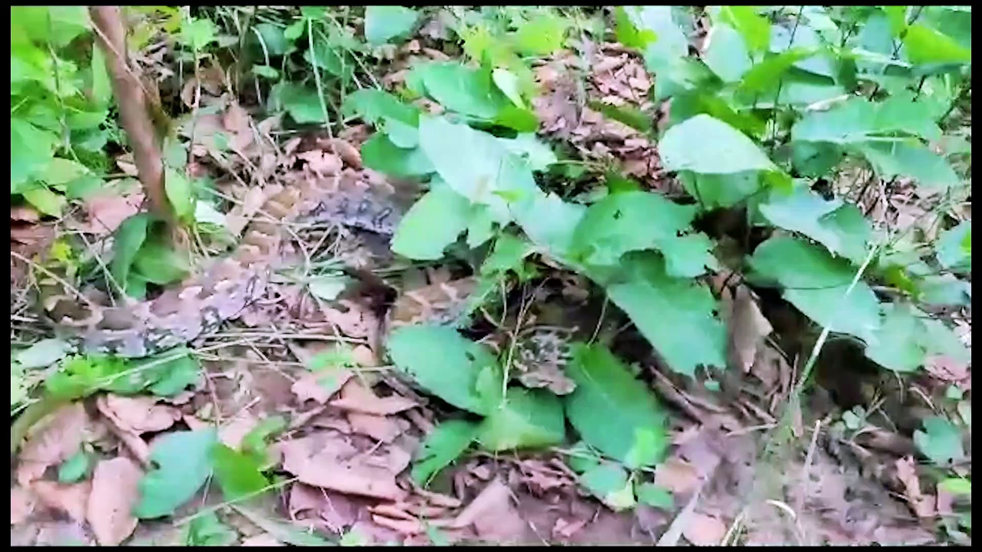 খাটের তলায় ঘাপটি মেরে বসেছিল! টর্চের আলো ফেলতেই চক্ষু চড়কগাছ! একি কাণ্ড! দেখুন