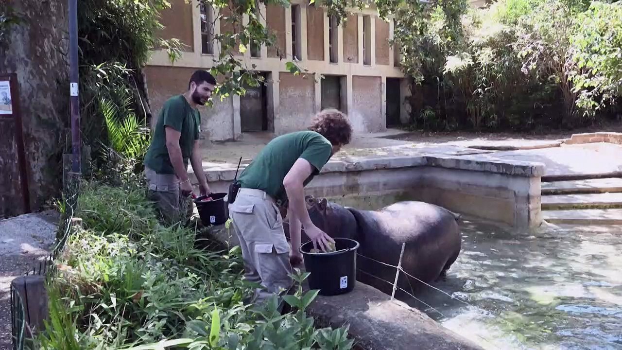 Wassereis und kühle Melone für Tiere im Zoo von Rom