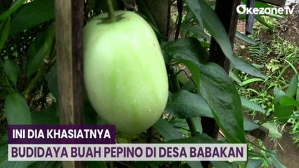 Budidaya Buah Pepino di Desa Babakan, Ini Dia Khasiatnya