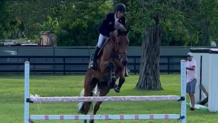 Fasci-neigh-ting gender reveal catapults parents-to-be onto cloud nine