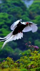 Beautiful Birds  Amazing Birds  Kids Video