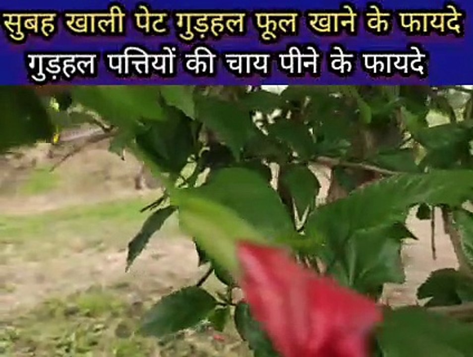 गुड़हल पत्तियों और फूल के फायदे और नुकसान