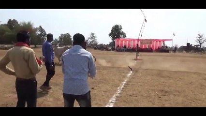 Most Powerful Bulls, #desi bulls _ सबसे शक्तिशाली बैल, #देसी बैल