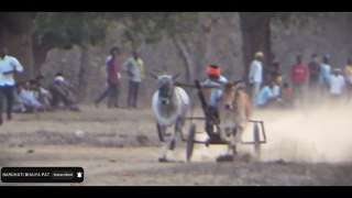 Jabardast bulls running in bullock cart race _ pat video