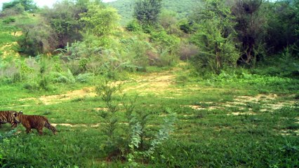 रणथम्भौर की बाघिन ने दी रामगढ़ में खुशखबरी