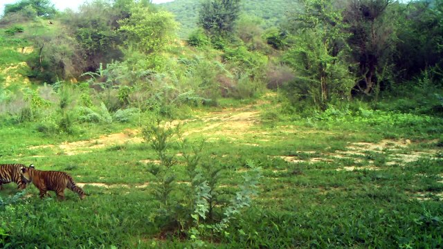 रणथम्भौर की बाघिन ने दी रामगढ़ में खुशखबरी