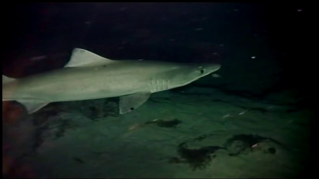 Track of the Tuna | Wildlife Documentary  in English