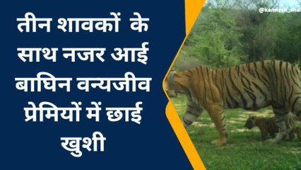 तीन शावकों के साथ नजर आई बाघिन वन्यजीव प्रेमियों में छाई खुशी