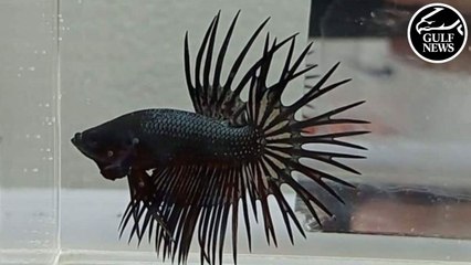 UAE's Betta enthusiasts celebrate the crowning of best fighter fishes