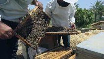 النحل يعاند الجفاف لإنتاج العسل في العراق