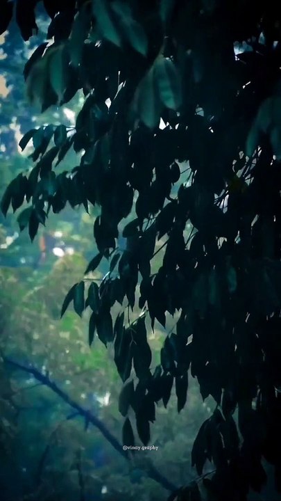 Lovely_rain_season