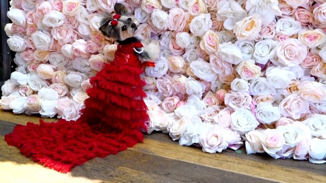 Pet Dogs Recreate Iconic Looks in Offbeat Fashion Show in new york