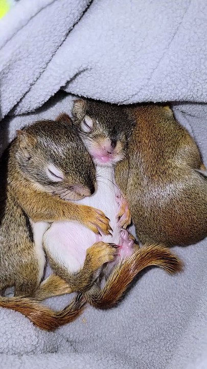 Bébés écureuils roux somnolant avec le ventre plein