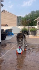 Dog Reacts to Rocket Water Toy