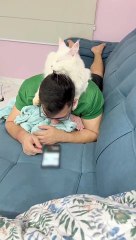 Clean Cat Keeps Household Groomed