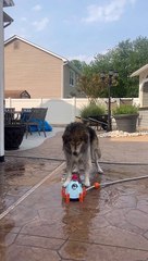 Dog Reacts to Rocket Water Toy