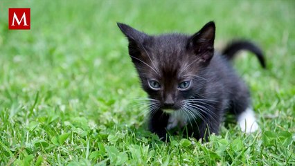 Joven golpea brutalmente a gato en CdMx; fundación lo rescata