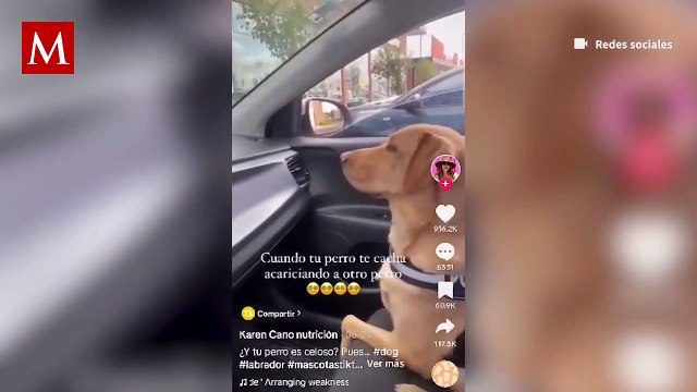 Lomito se vuelve viral por su reacción celosa ante las caricias que su dueña le hizo a otro perro