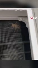 Korku filmi gibi! Et yiyen örümcek Elazığ'da görüntülendi: Bu adam öldürür