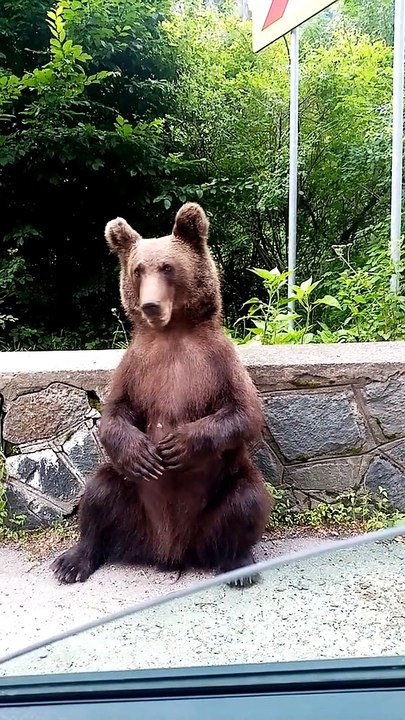 Romanian Brown Bear Greets Motorists