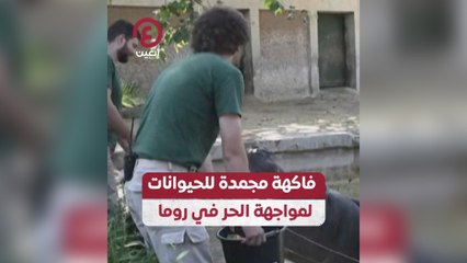فاكهة مجمدة للحيوانات لمواجهة الحر في روما