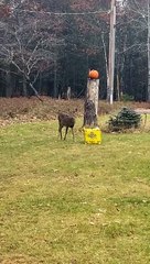 Quand l'entraînement à la cible devient réel