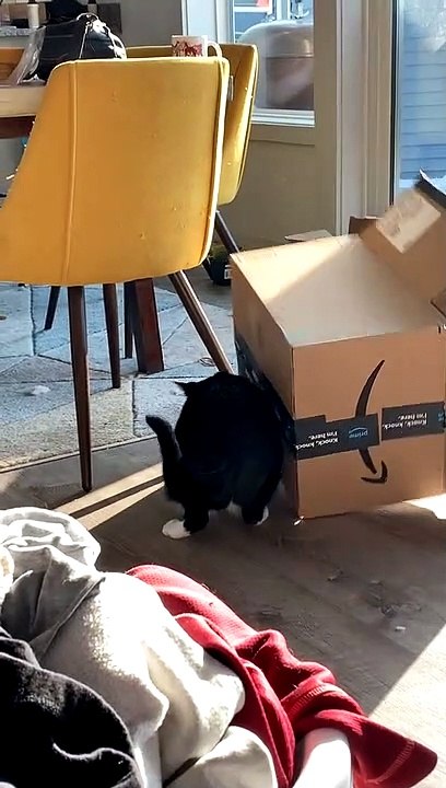 Curiosity Captured The Cat