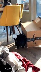 Curiosity Captured The Cat