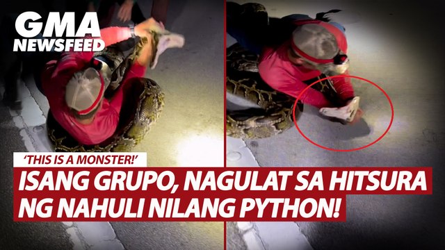 Isang grupo, nagulat sa hitsura ng nahuli nilang python! | GMA News Feed