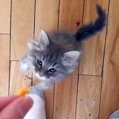 Kitten Gets The Cheese Tax