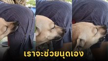 ตูบเห็นเจ้าของโดนหนามกระสุนติด สิ่งที่น้องทำ.. แสนรู้มาก