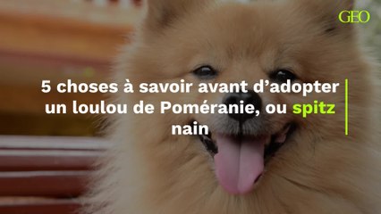 Spitz nain : 5 choses à savoir avant d’adopter un loulou de Poméranie