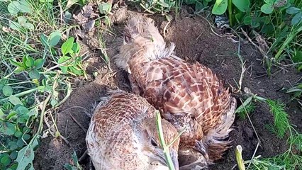 Teetar irani playing in mud