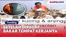 Miris! Mantan Karyawan Membakar Shelter Kucing Gegara Sakit Hati Dipecat
