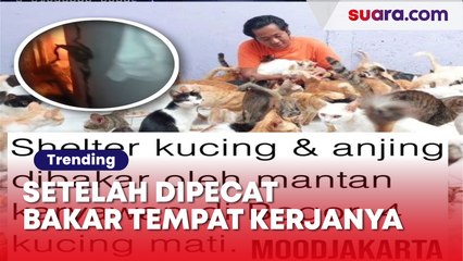 Miris! Mantan Karyawan Membakar Shelter Kucing Gegara Sakit Hati Dipecat