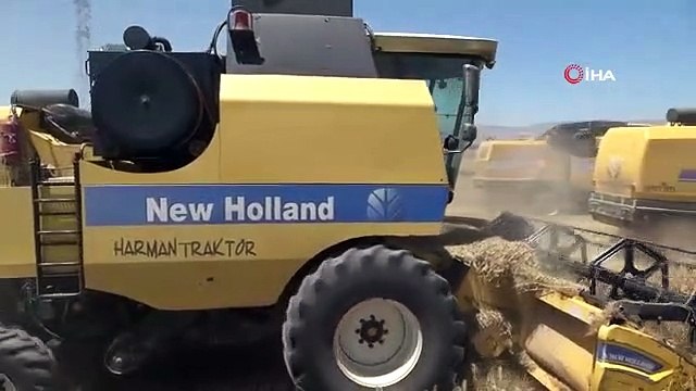 La récolte des céréales a commencé à Sultansuyu