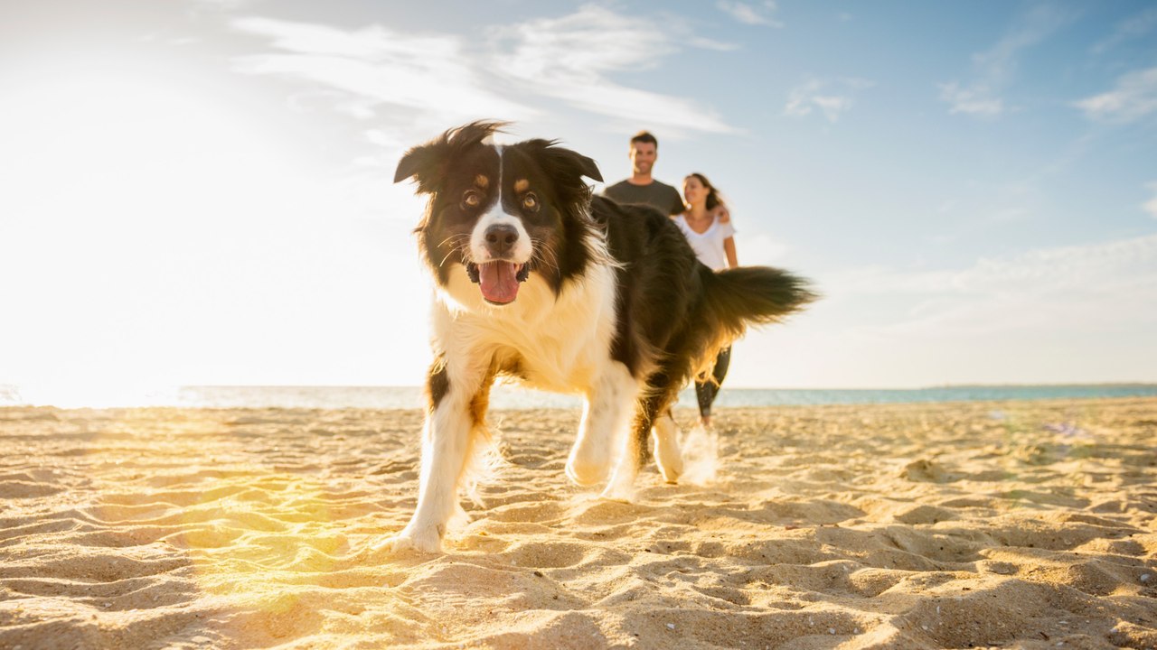 Nichts vergessen: Das muss in die Reiseapotheke für den Hund