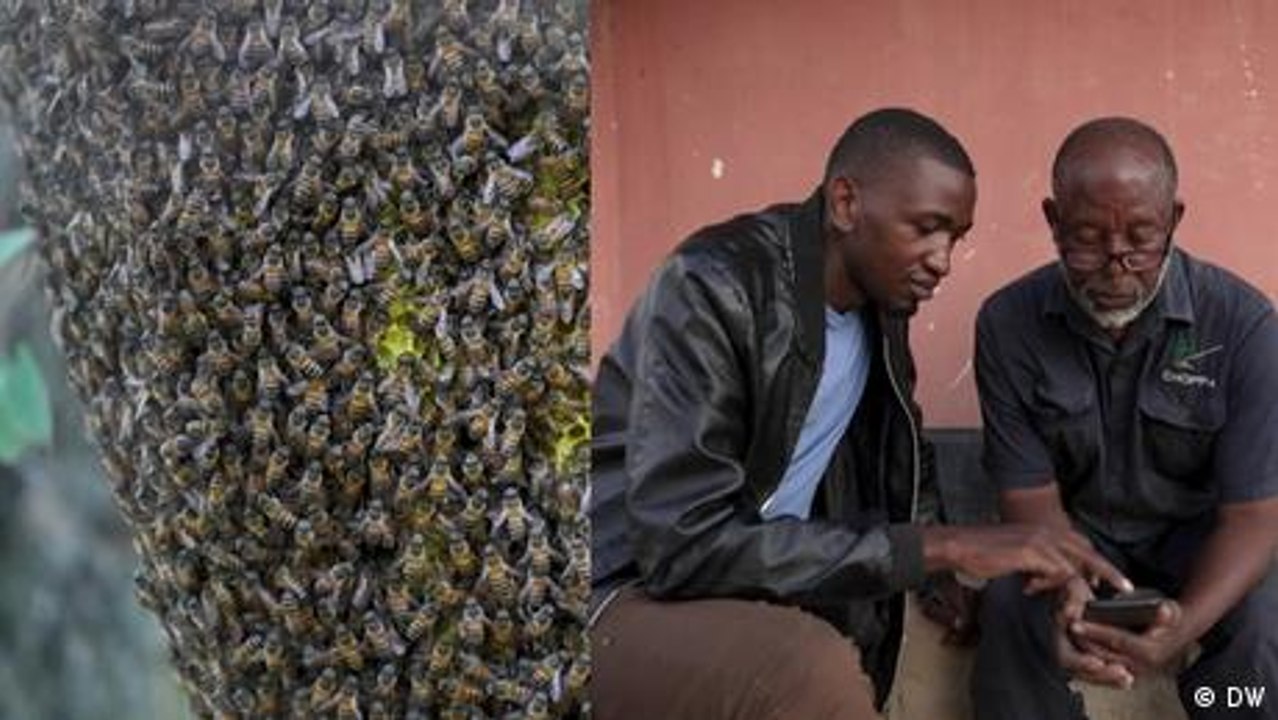 Using bytes & bees to enhance green smallholders