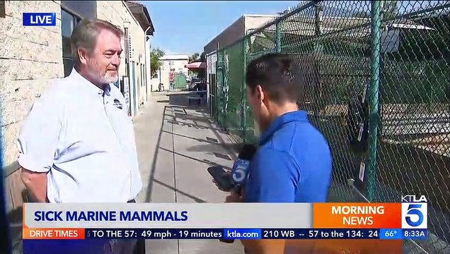 Etats-Unis: Forte inquiétude après la découverte de centaines d'otaries et de dauphins morts intoxiqués dans le sud de la Californie - Mais que se passe-t-il?