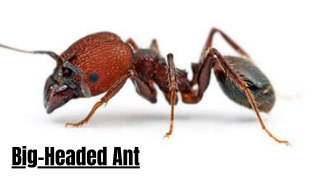 The Survival of Big Headed Ants