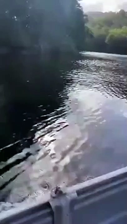 Oh le joli dauphin... ah non, c'est un énorme crocodile