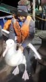 Un albatros vraiment très gros