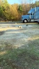 Ce chien s'est retrouvé dans le mauvais quartier... celui des chats