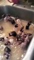 L'heure du bain pour ces rats adorables... ou pas