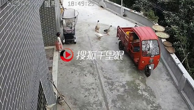 Quand le chasseur devient la proie : enfant et oie en colère