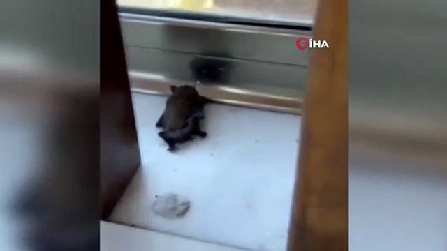Des chauves-souris entrant dans des maisons à Istanbul ont semé la panique
