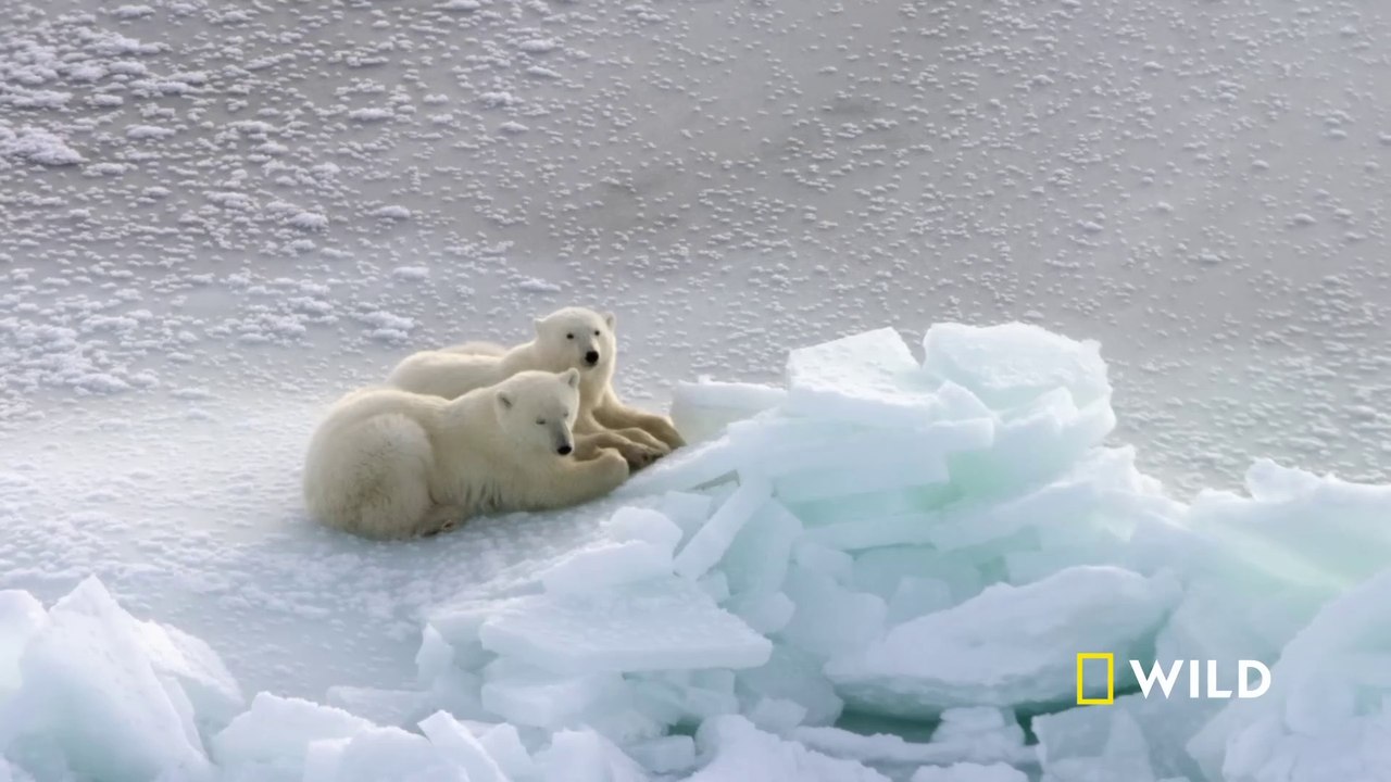 Clan of the North (Full Episode) | Kingdom of the Polar Bears, Wildlife documentary in English