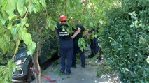 Beşiktaş'ta ağacın bir kısmı otomobilin üstüne devrildi