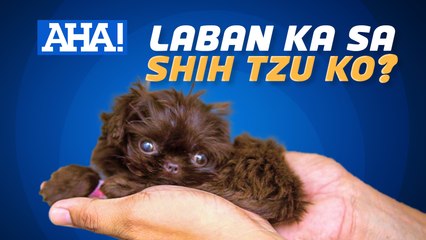 3-month old na shih tzu, singtaas lang ng lipstick ang height?! | AHA!