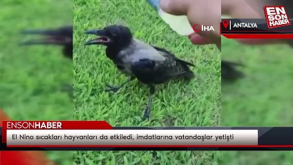 El Nino sıcakları hayvanları da etkiledi, imdatlarına vatandaşlar yetişti